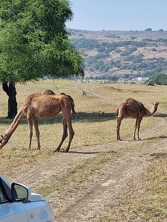 Aus dem Auto aufgenommenes Foto von zwei Kamelen