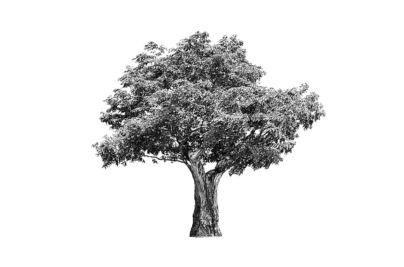 A black tree on a white background.